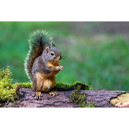 Horton, Janet 아티스트의 Issaquah-Washington State-USA-Western Gray Squirrel standing on a log eating a peanut작품입니다.
